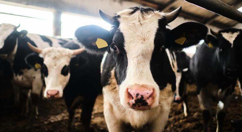 Szándékosan fertőzték meg a marhatelepet? Drónokkal vihették be a vírust
