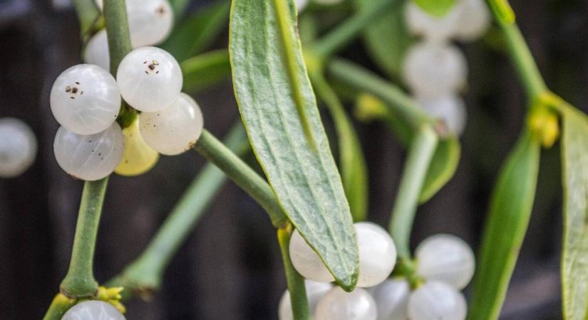 Karácsonyi csók, beteg fák: mi a kapcsolat?