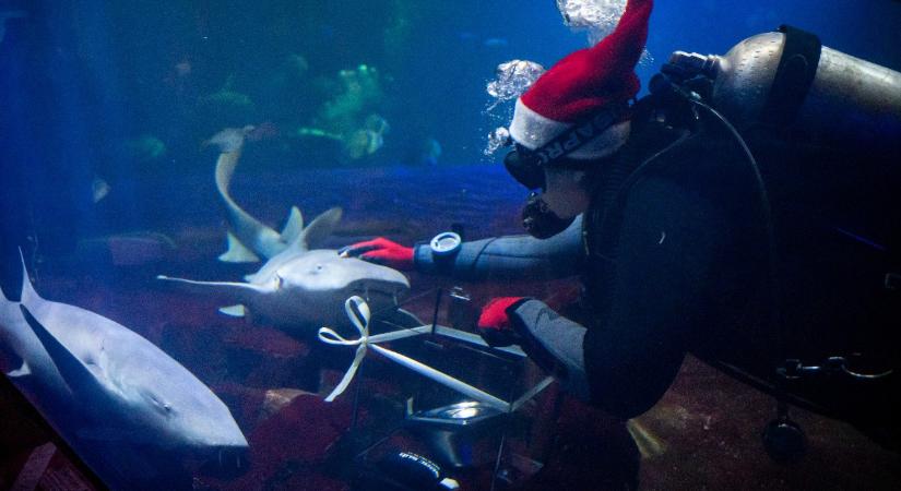 Egy búvár került a cápák közé – fotó