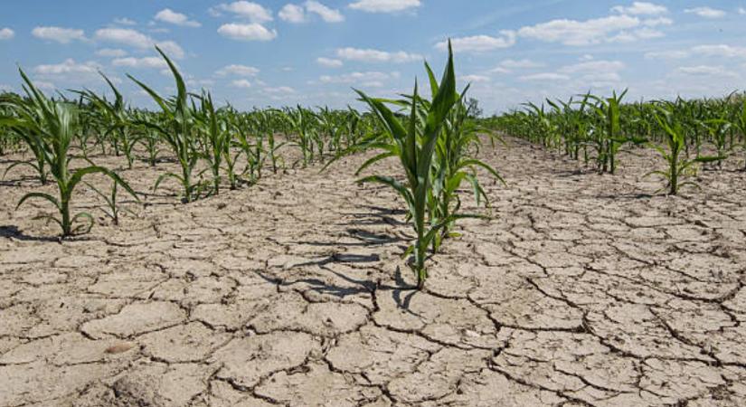 Vízhiánytól szenved az európai agrárium