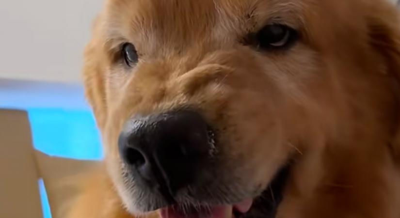 Túl korán hozta el a nagyitól a golden retrievert a gazdi: a reakciója pusztít