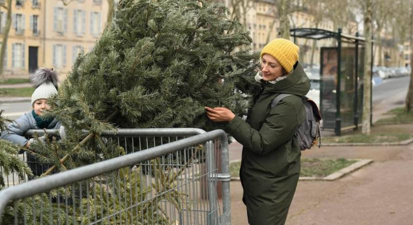 300 ezres bírság járhat érte karácsony után: 2 dolog, amit tilos megtenni a fenyővel