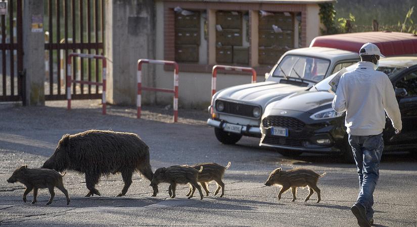 Vaddisznók teszik tönkre a budaiak életét, de vajon fizet-e a biztosító?