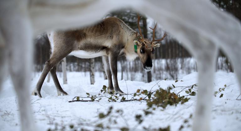Az orosz–ukrán háború miatt a Mikulás rénszarvasai is veszélybe kerültek