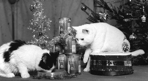 Képeken a régi idők macskás karácsonyai: így ünnepeltek egykor a kedvencek(kel)