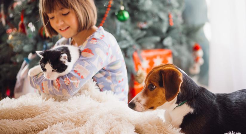 Az ünnep mindenkié – Boldog Karácsony Kíván a Győr Mancsok!