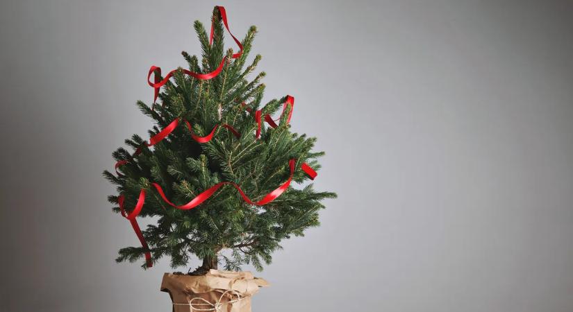 Meg fogsz lepődni: a profilozó szerint ezt árulja el a személyiségedről a karácsonyfád