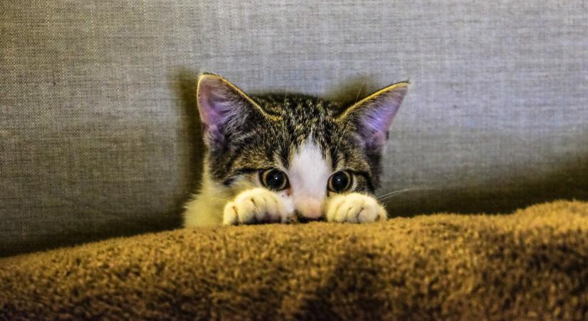 „Az állattartás nem romantikus jelenetek sorozata”