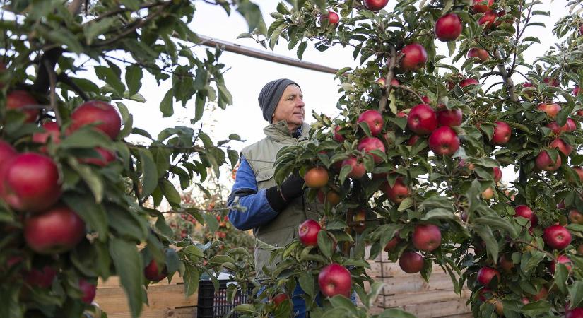 Katasztrofális évet zártak a magyar gyümölcstermesztők, ha ez jövőre megismétlődik, gazdák tömege hagyhatja abba a munkát