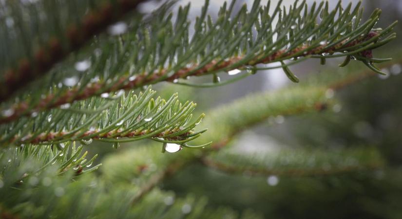 Karácsonyi csoda Egerben? Ingyen elvihető fákat ajánlottak fel a rászorulóknak
