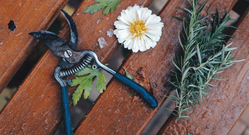 Metszőolló téli karbantartása – élezés, tisztítás, fertőtlenítés