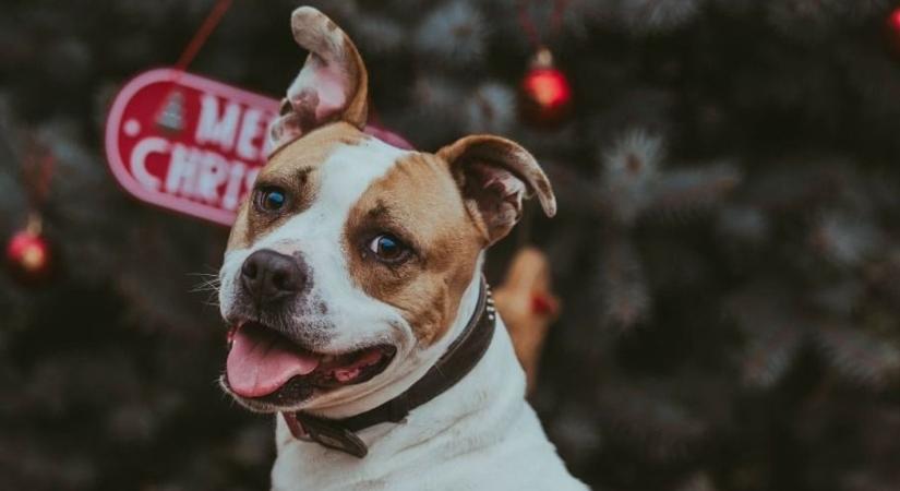 Egyedül lennél karácsonykor? Indulj el otthonról, van egy hely, ahol maga a szeretet fogad