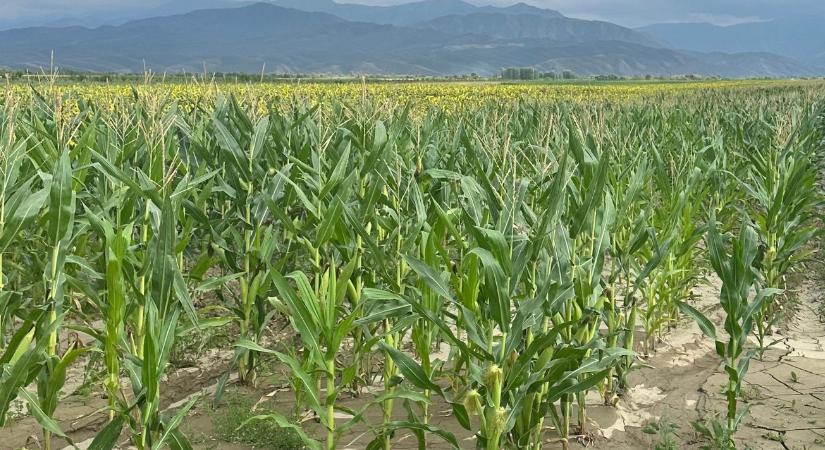Szépen terem a kukorica – a Föld másik oldalán
