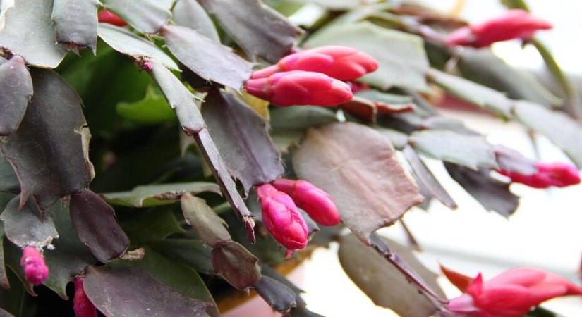 Karácsonyi növénytrendek biztonságosan: szobanövény gyerek és állat mellé