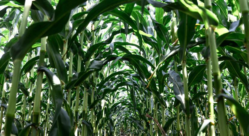 Nem mindegy, hányan állnak sorba a tápanyagért – mikor számít a tőszám?