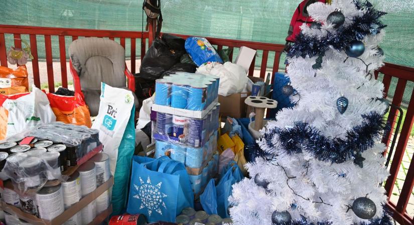 Karácsonyi csoda a szolnoki állatotthonban: az üres fa alá végül hatalmas adomány érkezett