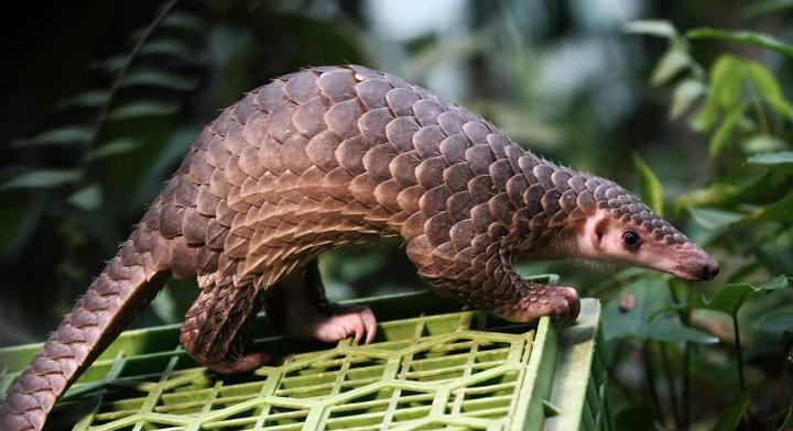 Vagyonokat ér ennek az állatnak a húsa, de kihalhat miatta