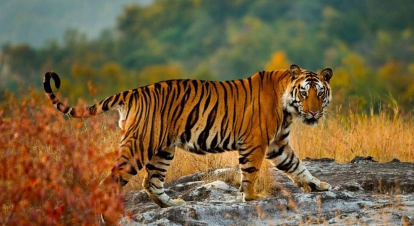 Borisz, a tigris 200 km-t gyalogolt, hogy egyesülhessen régi szerelmével, Szvetlánával