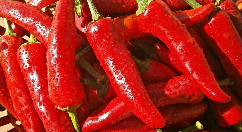 Az idei év nem kedvezett a fűszerpaprika-termesztésnek