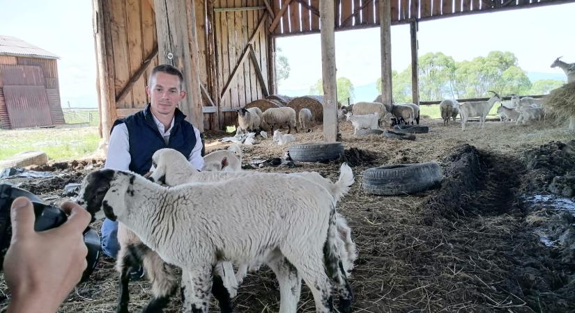 A pásztorhiány ellenére is bizakodóak a Hargita megyei juhos gazdák