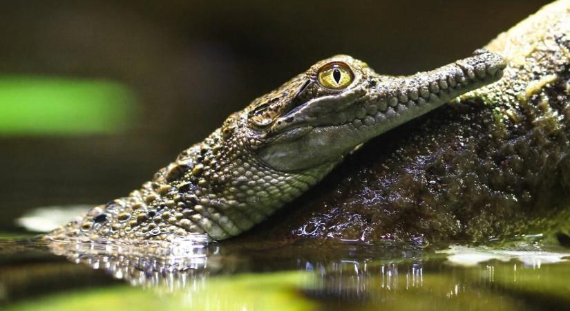 Olyan állatokat találtak a rendőrök egy lakásban, hogy ők is csak néztek