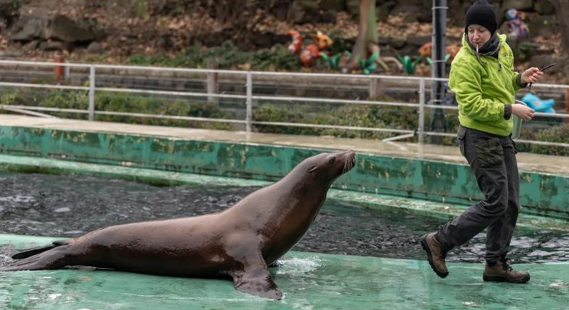 Az állatkertben karácsonykor sem maradhat el edzés