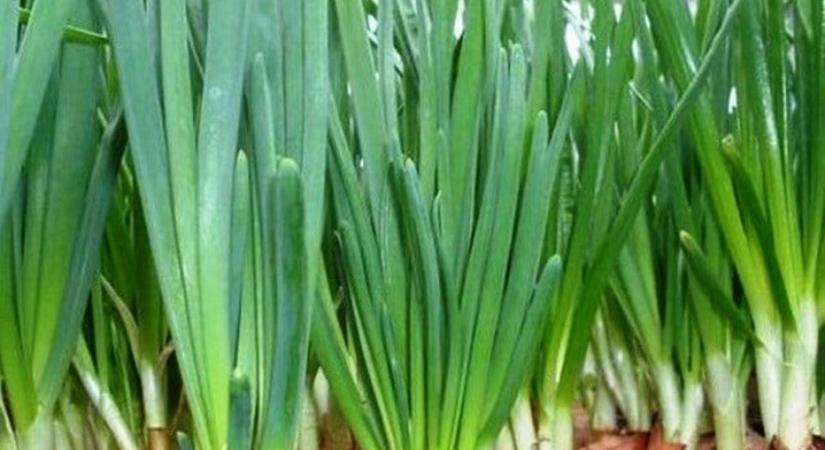 A legkorábbi hajtatott vitaminforrásunk (II.)