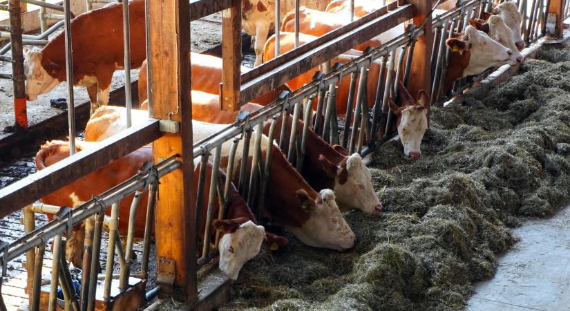 Ágazati körkép, jövedelmezőség és kihívások a hazai állattenyésztésben