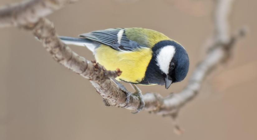 Téli élet a Kis-Sárréten , madárvilág a Körös–Maros Nemzeti Parkban