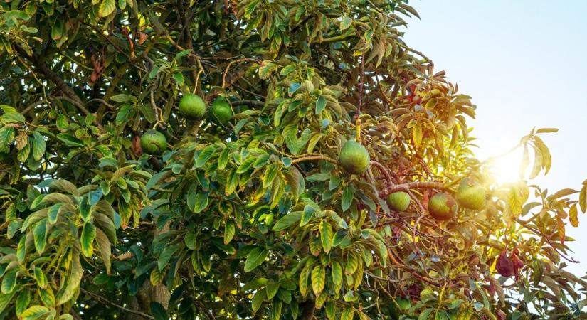 180 kiló avokádót lopott egy apa, hogy karácsonyi ajándékokat vegyen belőle a gyerekeinek