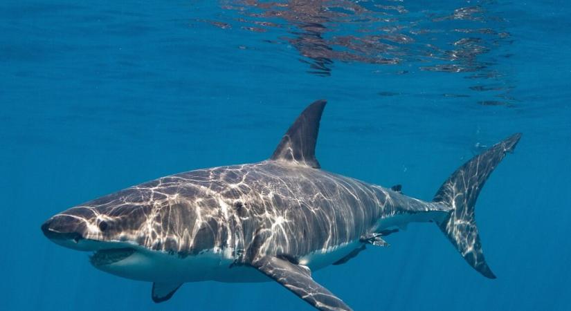 10 percen át körözött a búvár körül egy nagy fehér cápa