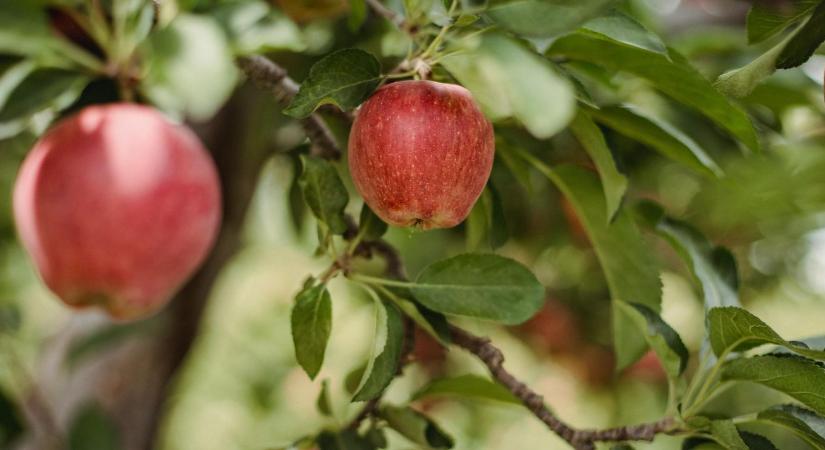 Fél évszázados lemaradásban a hazai kertészet