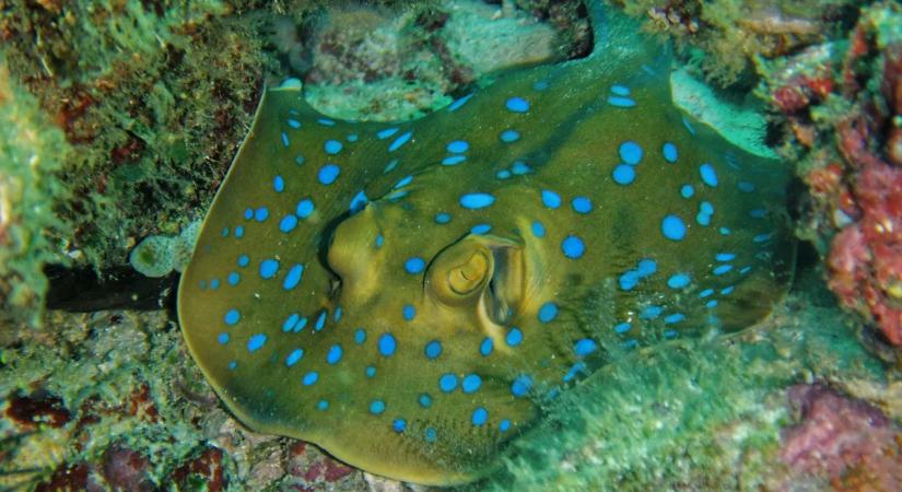 Cunamiként forgatják fel a tankönyveket: évente több tízezer új fajt fedeznek fel