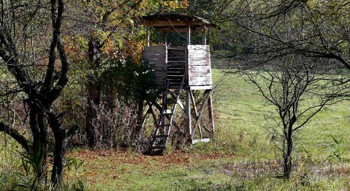 Időcsapdával kapott el egy hiúzt a magyar fotós: videón a hihetetlen jelenet
