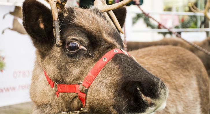 Így született meg Rudolf, a piros orrú rénszarvas története