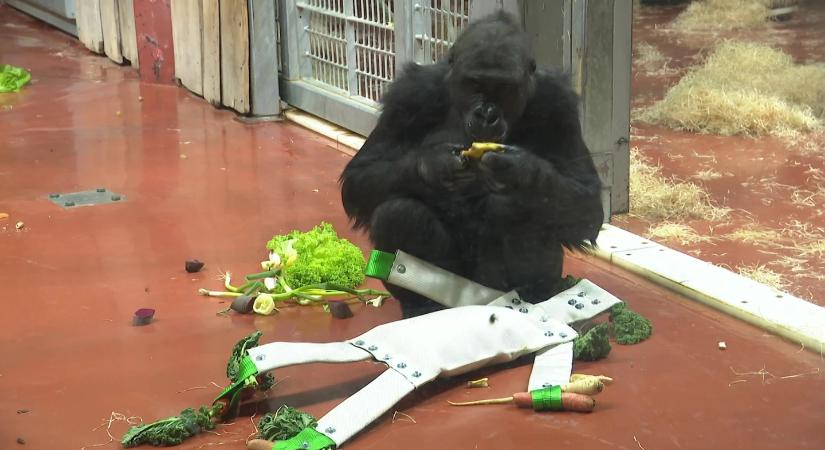 Karácsony a Budapesti Állatkertben: ajándékot kapott az elefánt és a dajkacápa is