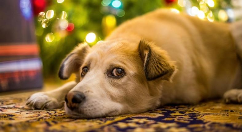 Baj, ha a kutya megrágja a fenyőt? Nem csak rossz szokásról lehet szó