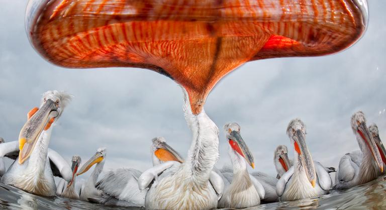 Akinek a hobbija lehetett a munkája