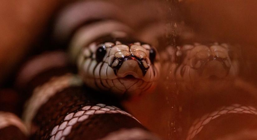 Azt hitte, egy levél tekeredett a lábára – halálos kígyó csimpaszkodott a nő cipőjére