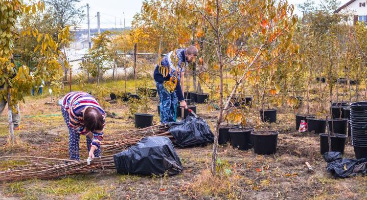 Gyümölcsfák telepítése 2. rész