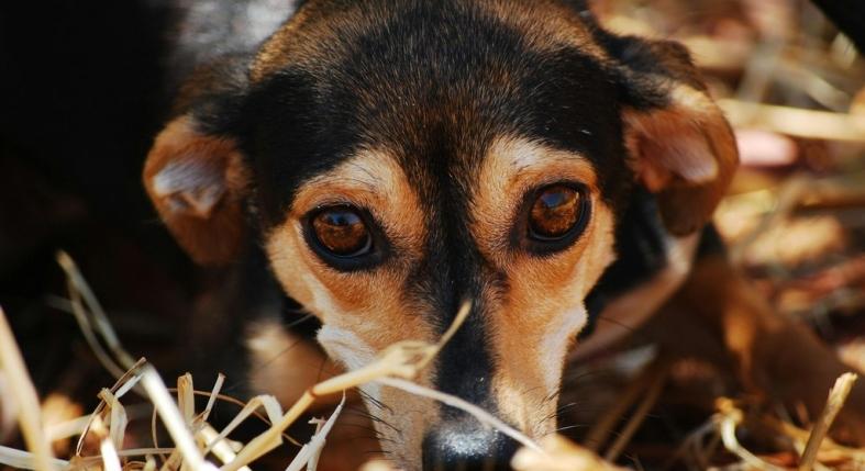 Ez a karácsonyi csoda: a kutya, aki több ezer kilométert tett meg, hogy hazataláljon