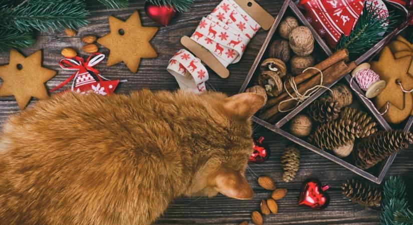 Mit kaphat a cica a karácsonyi ételekből?