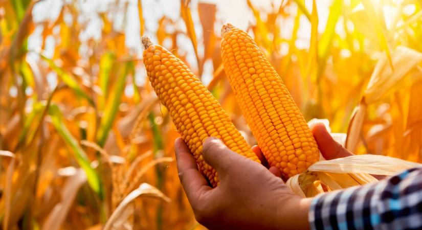 Mi befolyásolja leginkább a terméshozamot? Többéves tartamkísérlet tanulságai