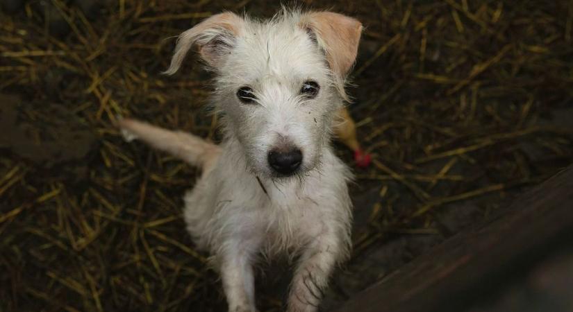 Megmenekült a szolnoki menhely, karácsonykor is jól jön minden segítség