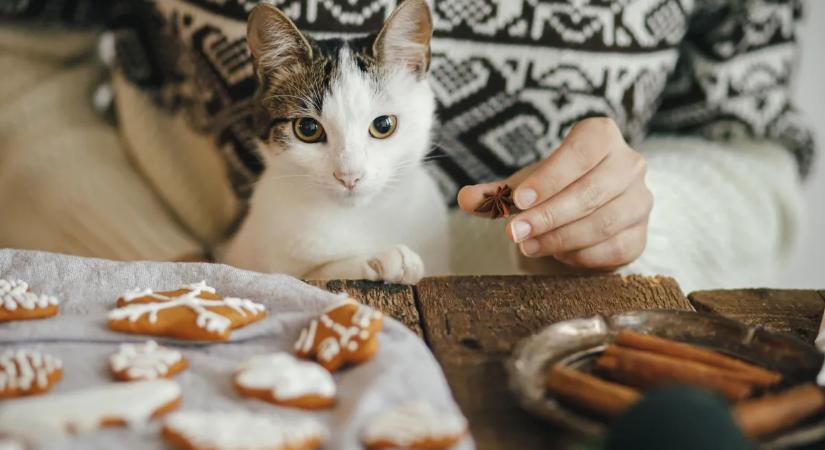Mérgező karácsonyi ételek: ezeket soha ne add a cicádnak