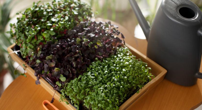 Kert az ablakban: így neveljünk fűszernövényt télen