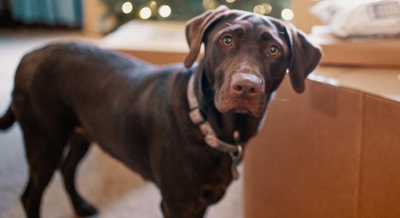 Ezért fontos, hogy a kutya véletlenül se egyen a karácsonyi zserbóból