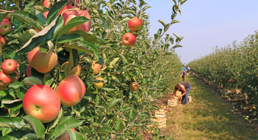 Fél évszázada nem volt ennyire rossz éve a hazai almatermesztőknek