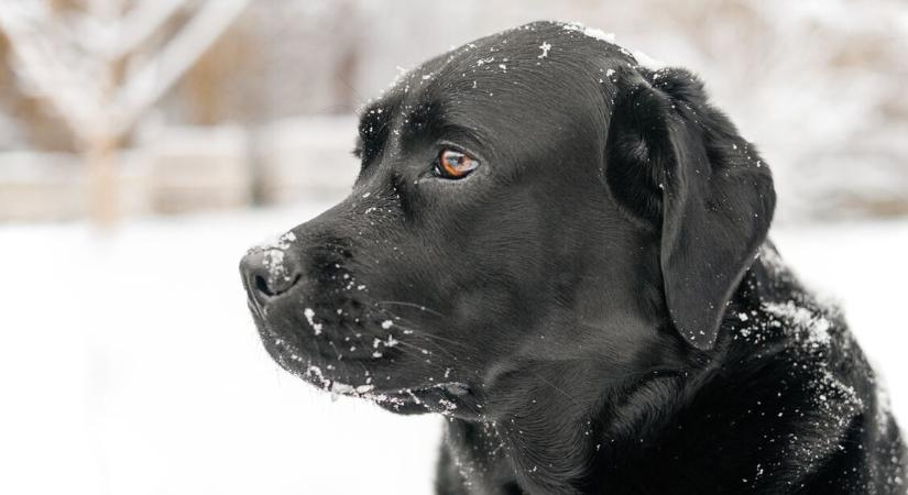 Így óvd meg kinti kutyádat a hidegtől – filléres tippek is beválhatnak