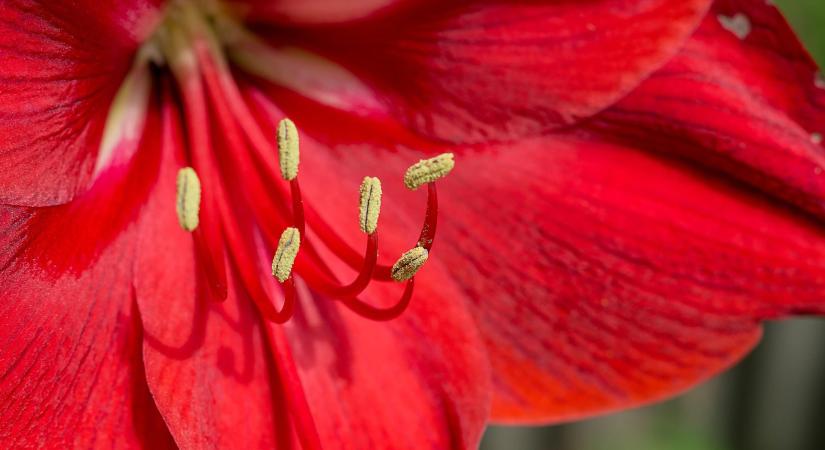 Amarillisz öntözése: itt rontják el a legtöbben